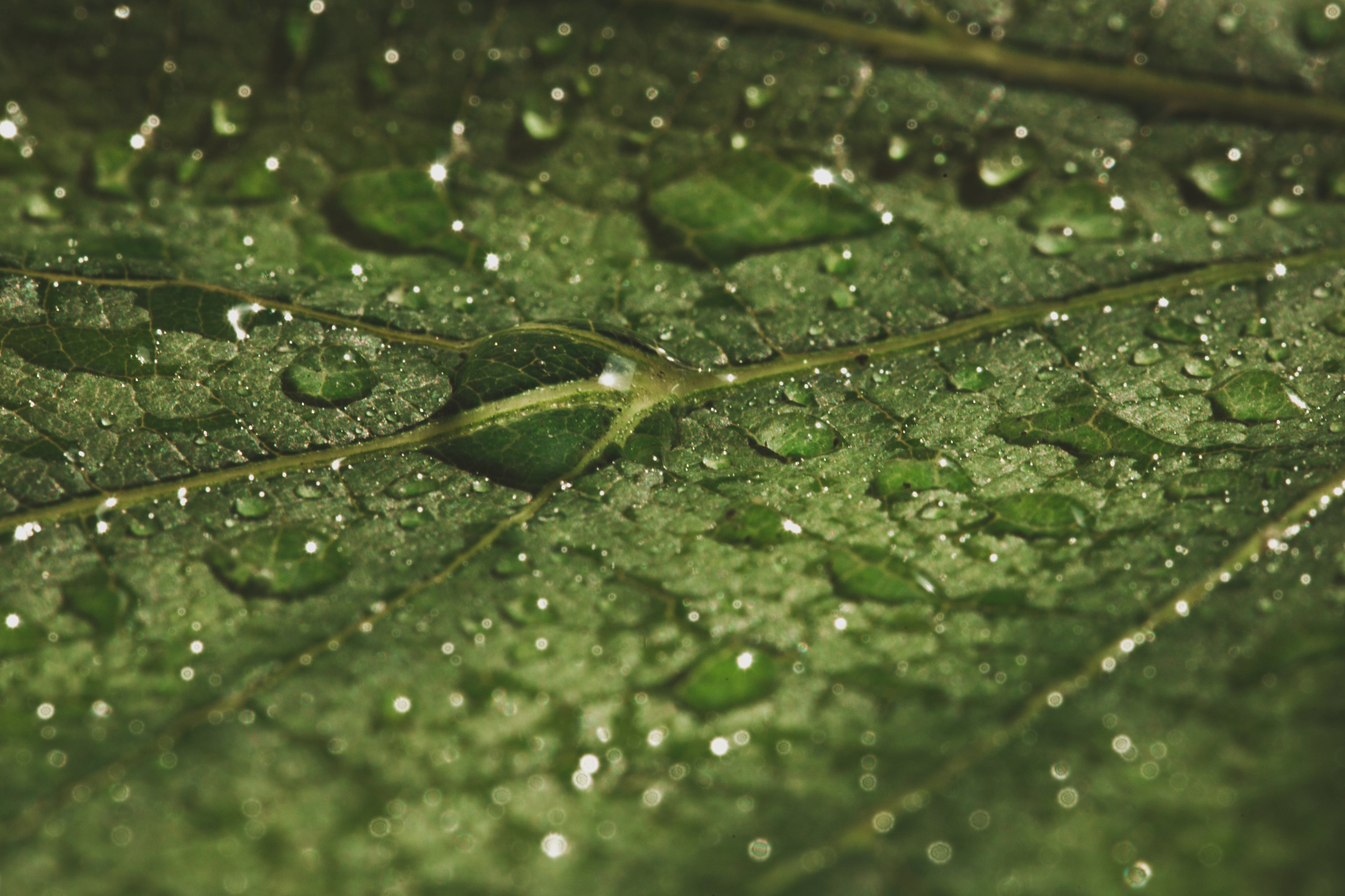 Imagen de hoja verde con gotas de agua. Simboliza el alto porcentaje de origen natural de la gama, que es un 99,37% según ISO 16.128